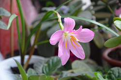 Отдается в дар «Зефирантес розовый Zephyranthes rosea Lindl»
