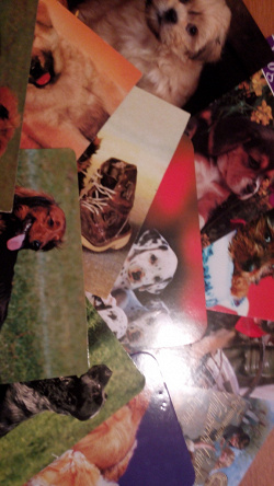Отдается в дар «Календари с собаками и кошками 2000-е годы»
