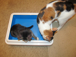 Отдается в дар «Лоток (туалет) с бортком + кармушка для кошек»