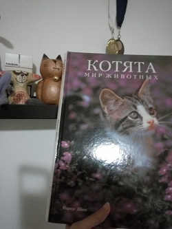 Отдается в дар «Фотоальбом «Котята»»