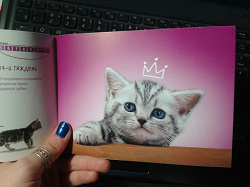 Отдается в дар «Книжечка о кошках от Вискас»