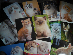 Отдается в дар «Календарики кошки»