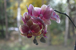 Отдается в дар «Орхидея Фаленопсис с фиолетовыми крапинками»