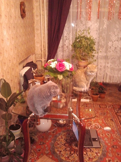 Отдается в дар «Мячики для кошек.»