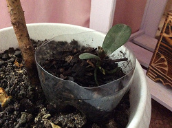 Отдается в дар «Росток орхидеи фаленопсис»