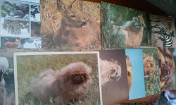 Отдается в дар «открытки с животными»
