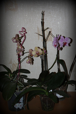Отдается в дар «орхидеи»