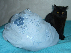 Отдается в дар «Котейка творческий!»