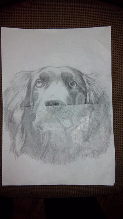 Отдается в дар «Рисунок вашей собаки»