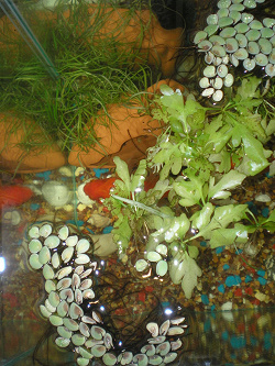 Отдается в дар «Индийский водяной папоротник (роговидный) (Ceratopteris thalictroides)»