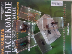 Отдается в дар «Журнал «Настоящие насекомые и их знакомые №19»»