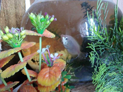 Отдается в дар «Искусственные растения в аквариум»