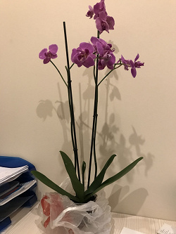Отдается в дар «Орхидея фаленопсис»