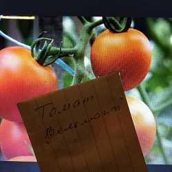 Благодарность за дар Семена помидоров на густую пасту «Вельможа»