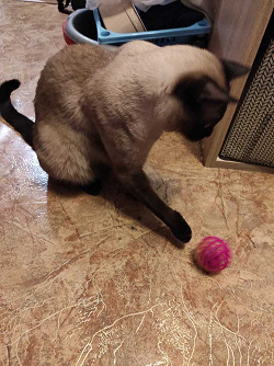 Отдается в дар «Игрушки шарики для кошек»