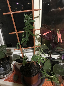 Отдается в дар «Пассифлора голубая (Passiflora caerulea)»