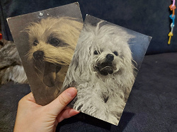 Отдается в дар «Четыре открытки с собаками (1969 года)»