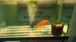 Отдается в дар «Рыбки с аквариумом!»