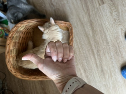 Отдается в дар «Лежанка для кошек из лозы»