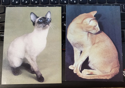 Отдается в дар «2 открытки с кошками -восточная красная и сиамская сил-пойнт»