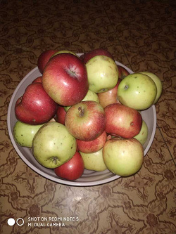 Отдается в дар «Яблоки дачные ассорти»