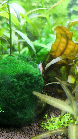 Отдается в дар «Креветки вишни аквариумные (Neocaridina)»
