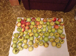 Отдается в дар «Осенние яблоки-падалица»