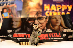 Отдается в дар «Флаера кинофильмов, много разных»