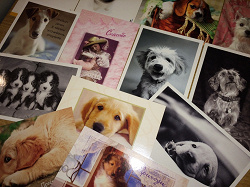 Отдается в дар «18 открыток с собаками»