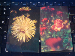 Отдается в дар «Календарики 1989г. с цветами»