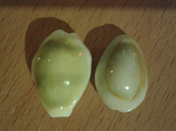 Отдается в дар «Cypraea moneta (монета)»