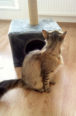 Отдается в дар «Домик для кота»
