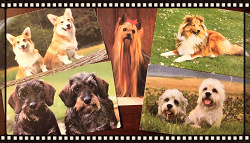 Отдается в дар «открытки с собачками»