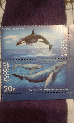 Отдается в дар «23 Июля — Всемирный день китов и дельфинов»
