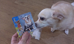 Отдается в дар «Календарики с собаками»