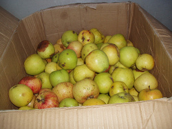 Отдается в дар «Яблоки из сада»