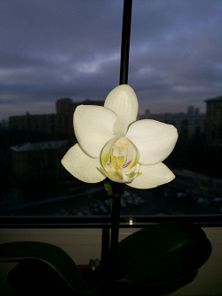 Отдается в дар «орхидея»