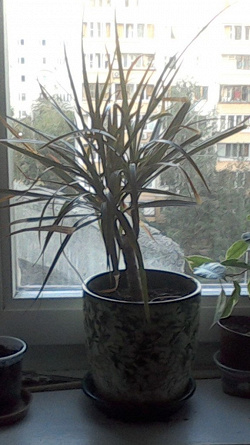 Отдается в дар «Цветы»