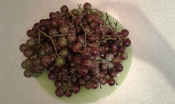 Отдается в дар «Домашний виноград»