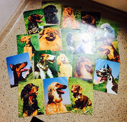 Отдается в дар «Набор открыток.Наши верные друзья. Породы собак.»