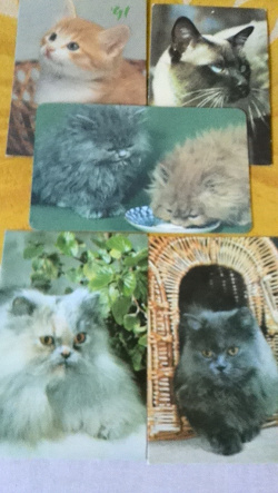 Отдается в дар «Календарики «Коты и кошки»»