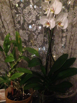 Отдается в дар «Орхидея Дендробиум»