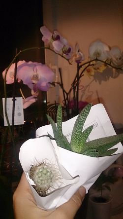 Отдается в дар «Малыши кактуса Mammillaria leptacantha»