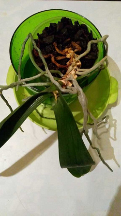 Отдается в дар «Орхидея/фаленопсис»