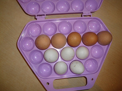 Отдается в дар «Форма для переноски яиц»