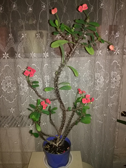 Отдается в дар «Эуфорбия — цветок с Мадагаскара»
