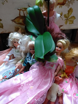 Отдается в дар «Для маленьких принцесс куклы+ наряды»