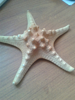 Отдается в дар «Морская звезда»