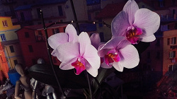 Отдается в дар «Орхидеи Фаленопсисы»