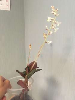 Отдается в дар «Орхидея»